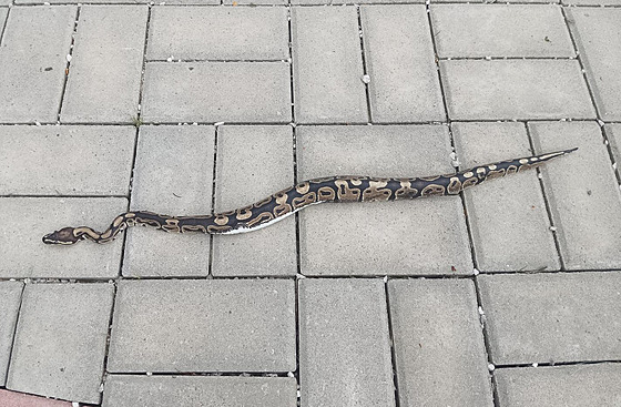 Plmetrová krajta se plazila u hbitova ve Valaských Kloboukách. (kvten 2025)