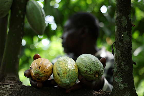 Kakaové boby (7. kvtna 2025).