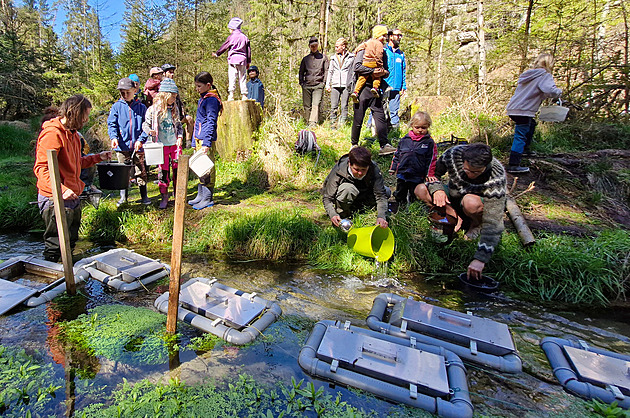 Ryby se líhly ve vodních tocích od poátku bezna, a to ve speciálních...