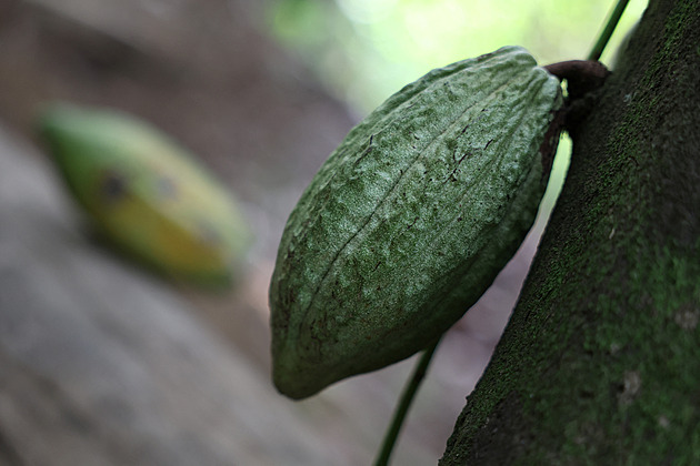 Čokoládová krize jen tak neskončí. Jsme závislí na zemích zasažených změnou klimatu