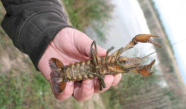 Na invazivního raka mramorovaného na Radovesické výsypce narazili vdci z eské...