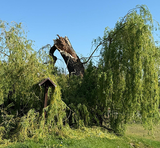 Tuhnickou vrbu, její vtina padla 1. kvtna 2025 k zemi, se správci...