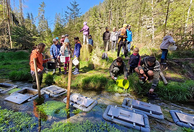 Ryby se líhly ve vodních tocích od poátku bezna, a to ve speciálních...