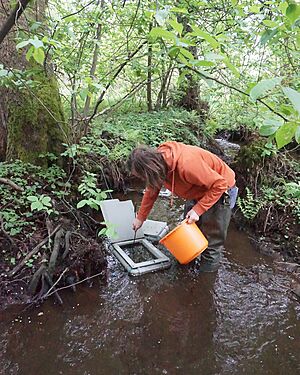 Do severo�esk�ch �ek se vr�tilo p�ed 40 tis�c losos� a pstruh�