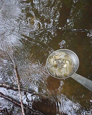 Do severo�esk�ch �ek se vr�tilo p�ed 40 tis�c losos� a pstruh�