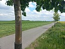 Chrudim chystá cesty k lesu, Topol protestuje. (7. kv�tna 2025)