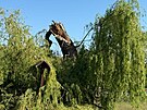 Tuhnickou vrbu, jej vtina padla 1. kvtna 2025 k zemi, se sprvci...