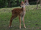 V olomouck zoologick zahrad se letos narodilo hned est mlat jelen sika...