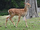 V olomouck zoologick zahrad se letos narodilo hned est mlat jelen sika...