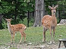 V olomouck zoologick zahrad se letos narodilo hned est mlat jelen sika...