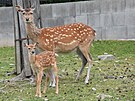 V olomouck zoologick zahrad se letos narodilo hned est mlat jelen sika...