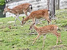 V olomouck zoologick zahrad se letos narodilo hned est mlat jelen sika...