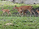 V olomouck zoologick zahrad se letos narodilo hned est mlat jelen sika...