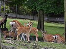 V olomouck zoologick zahrad se letos narodilo hned est mlat jelen sika...