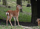 V olomouck zoologick zahrad se letos narodilo hned est mlat jelen sika...