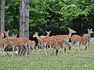 Stdo jelen sika vietnamskch olomouck zoologick zahrady pat nyn s 25...