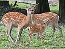 Stdo jelen sika vietnamskch olomouck zoologick zahrady pat nyn s 25...