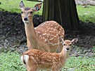 V olomouck zoologick zahrad se letos narodilo hned est mlat jelen sika...