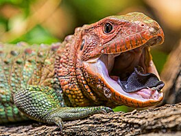 Masivní oranová hlava a velké erné oi navíc dodávají dracénám krokodýlovitým...