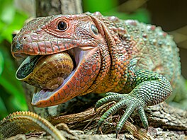 Unikátní nekoraví jeti ze Zoo Praha se s tím rozhodn nemaou. elisti...
