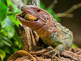 Ulity pak dracény louskají za doprovodu hlasitého praskání a mlaskání, jak...