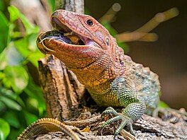 Dracény krokodýlovité jsou napl vodní a napl stromoví jeti, ásten...