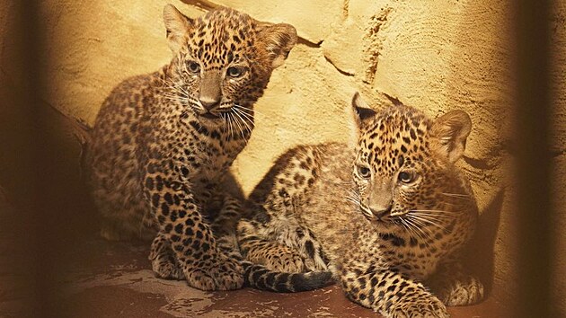Mlata levharta cejlonskho se v ostravsk zoo zaala seznamovat s venkovnm vbhem. (kvten 2025)