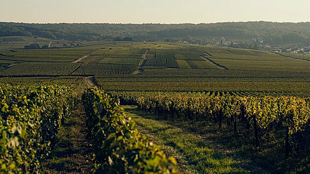 Extrémní vedra mění v Itálii produkci šumivých vín, sklízí se dříve a v noci