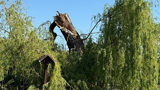 Tuhnickou vrbu, jej vtina padla 1. kvtna 2025 k zemi, se sprvci karlovarsk mstsk zelen jet pokus zachrnit.