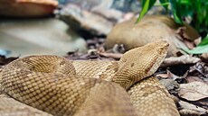 To jsou ony, zmije jararaca. V pasti jsou v�ak na ostrov� ony samy.