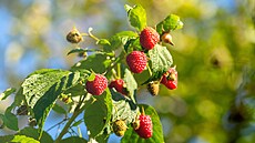 Maliník lé�í �enské nemoci, zmír�uje pr�b�h  menstruace, ulevuje od bolesti.