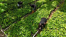 Produkce kakaa v Nigérii roste (7. kvtna 2025).