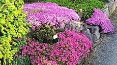 Dendrologické zahrady se rozkládají na severn� orientovaném svahu na plo�e dvou...