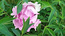 Dendrologické zahrady se rozkládají na severn� orientovaném svahu na plo�e dvou...