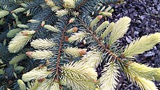 Dendrologické zahrady se rozkládají na severn� orientovaném svahu na plo�e dvou...