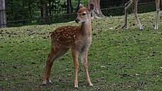 V olomoucké zoologické zahrad� se letos narodilo hned �est mlá�at jelen� sika...