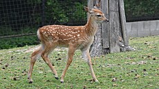 V olomoucké zoologické zahrad se letos narodilo hned est mláat jelen sika...