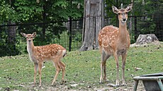 V olomoucké zoologické zahrad� se letos narodilo hned �est mlá�at jelen� sika...