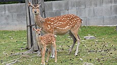 V olomoucké zoologické zahrad� se letos narodilo hned �est mlá�at jelen� sika...