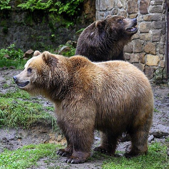 V dÄÄ­nsk© zoo vypustili do spoleÄn©ho výbÄhu oba medvÄdy