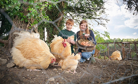 Domácí vejce nebudou mít hezky barevné �loutky, pokud slepicím nedop�ejete dost...