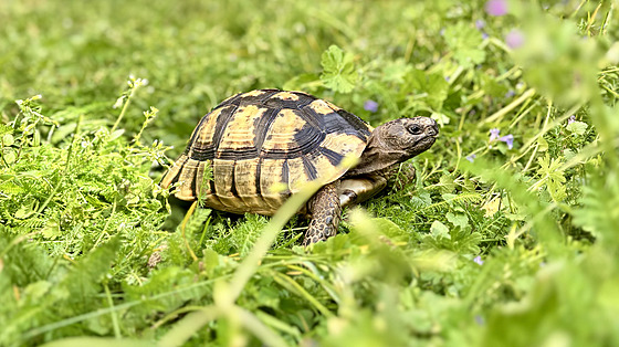Nejrozíenjí suchozemská elva chovaná u nás je zelenavá.