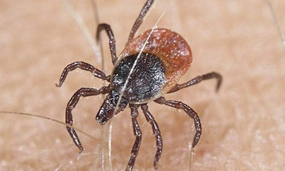 Klí�t� hledající si na lidské k��i ideální místo k zakousnutí
