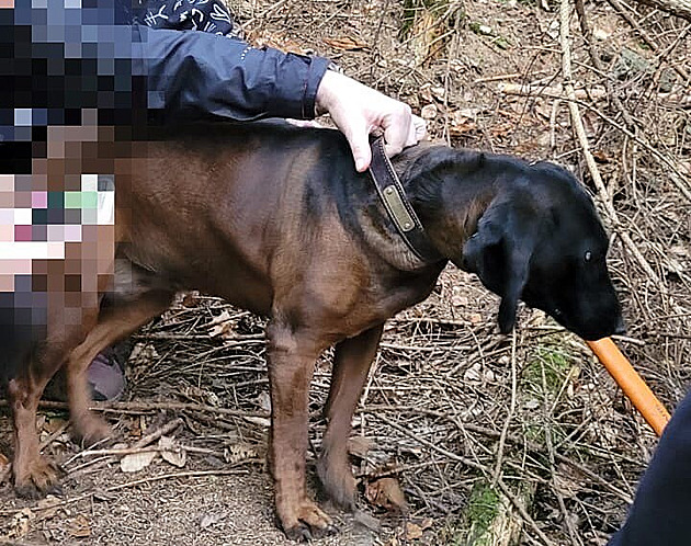 Zvdavost pivedla fenu bavorského barváe a do útrob jezeví nory, která se...