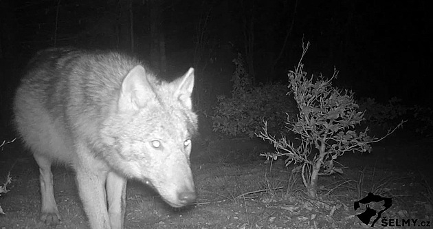 Případ mrtvých vlků zůstal nevyřešen. Ochranáři ale nevylučují otravu