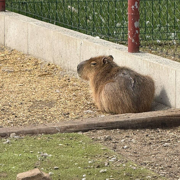Ze zooparku záhadně zmizela kapybara. Nejspíš ji někdo ukradl, míní majitel