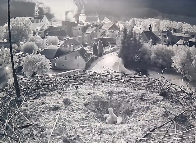 VIDEO: Ohňostroj vyhnal čápa z hnízda, mláďata zůstala sama napospas zimě