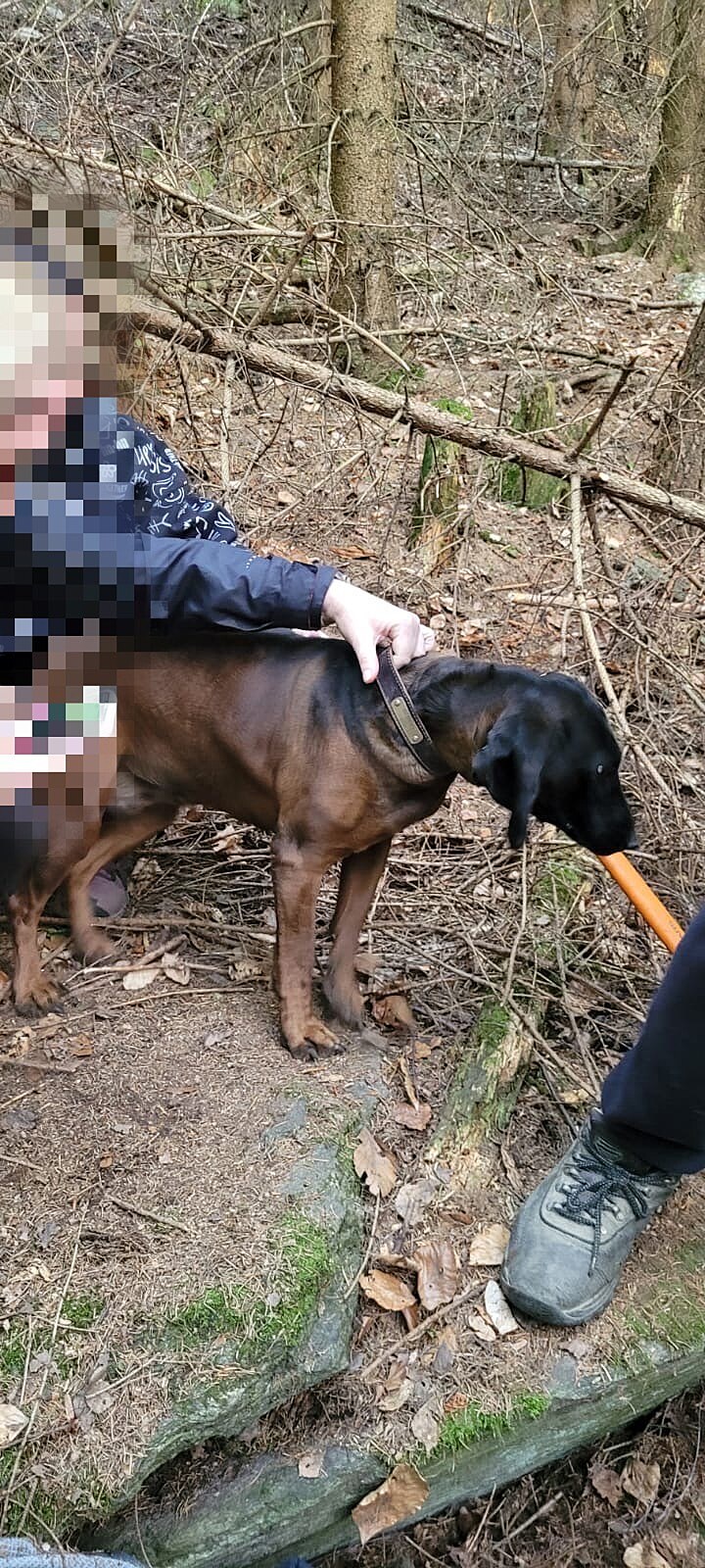 Zv�davost p�ivedla fenu bavorského barvá�e a� do útrob jezev�í nory, která se...