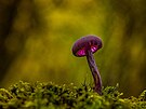 Tento mystický snímek houby Amethyst Deceiver, vysoce cenný v kategorii...