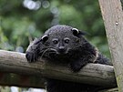 Zvlátní uznání, Ten pondlní pocit!  Binturong. Binturongové jsou také...